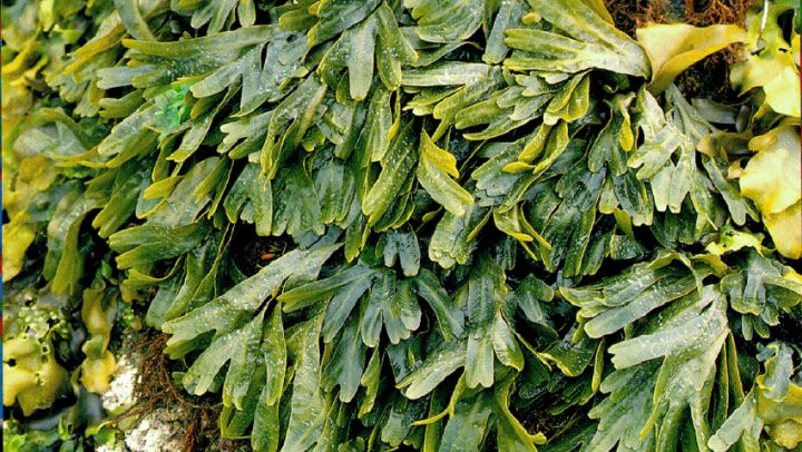 Alga-fucus-adhara-ayurveda-nutricionizam