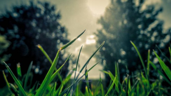 Jaglac-Primula-vulgaris–snažan-ekspektorans-ayurveda-nutricionizam