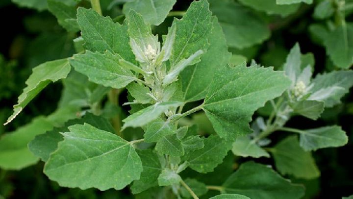 Loboda–zaboravljena-biljka-ayurveda-nutricionizam