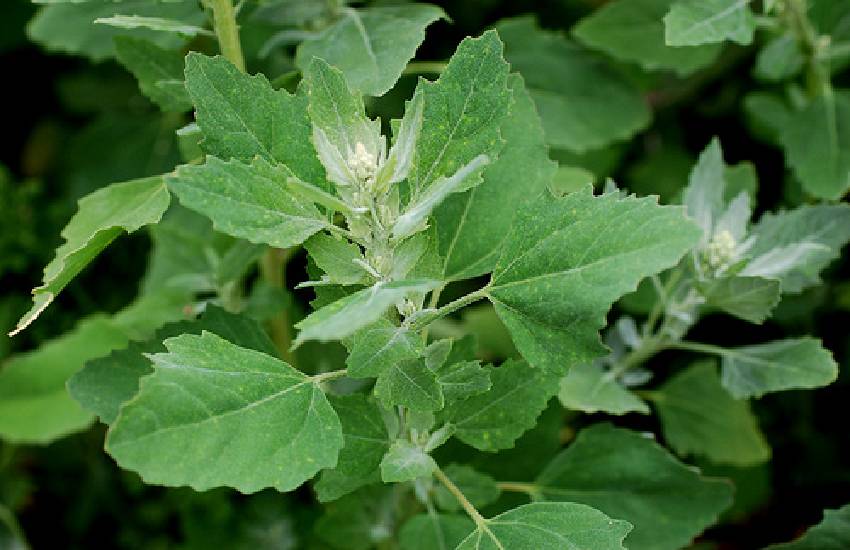 Loboda–zaboravljena-biljka-ayurveda-nutricionizam