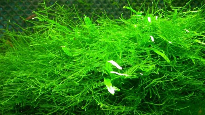 Pocetna-hipotireoza-i-alge-adhara-ayurveda-nutricionizam