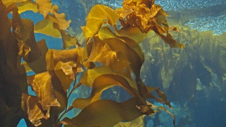 Alga-kelp-adhara-ayurveda-nutricionizam