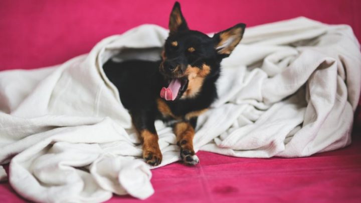 Spavanje-i-tjelesna-masa-adhara-ayurveda-nutricionizam