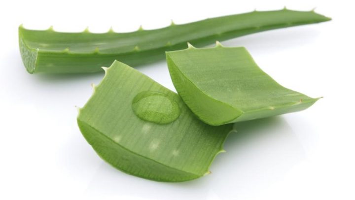 Clanak-aloe-vera-biljni-laboratorij-adhara-ayurveda-nutricionizam