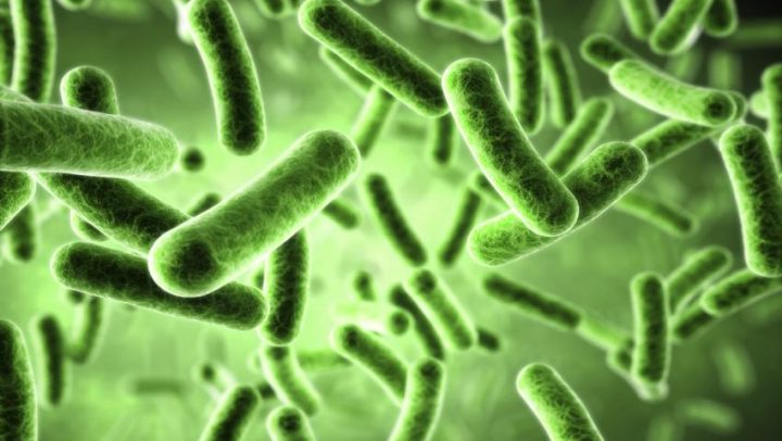 Kapsula-crijevnih-bakterija-za-gubitak-kilograma-adhara-ayurveda-nutricionizam