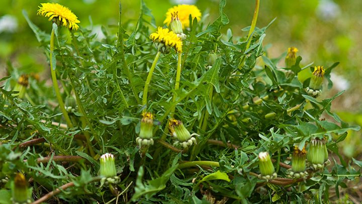 maslacak-adhara-nutricionizam-ayurveda