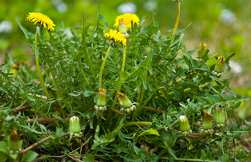 maslacak-adhara-nutricionizam-ayurveda
