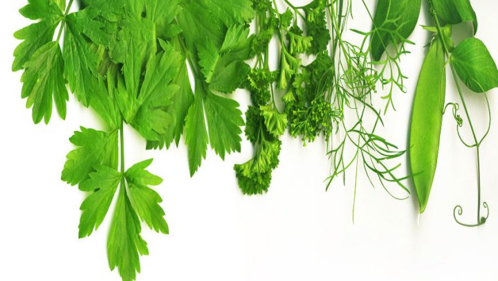 svjeze-zacinsko-bilje-adhara-nutricionizam-ayurveda