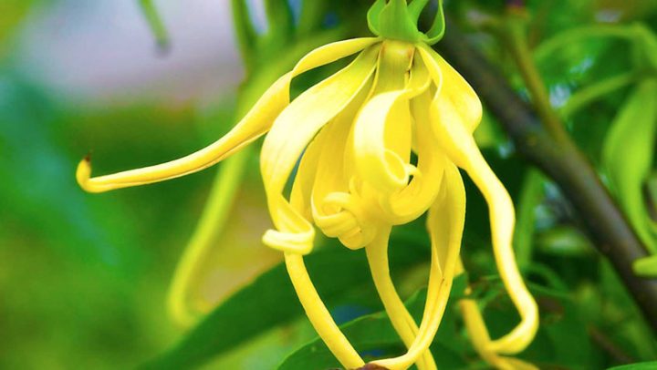 ylang-ylang-adhara-nutrcionizam-ayurveda