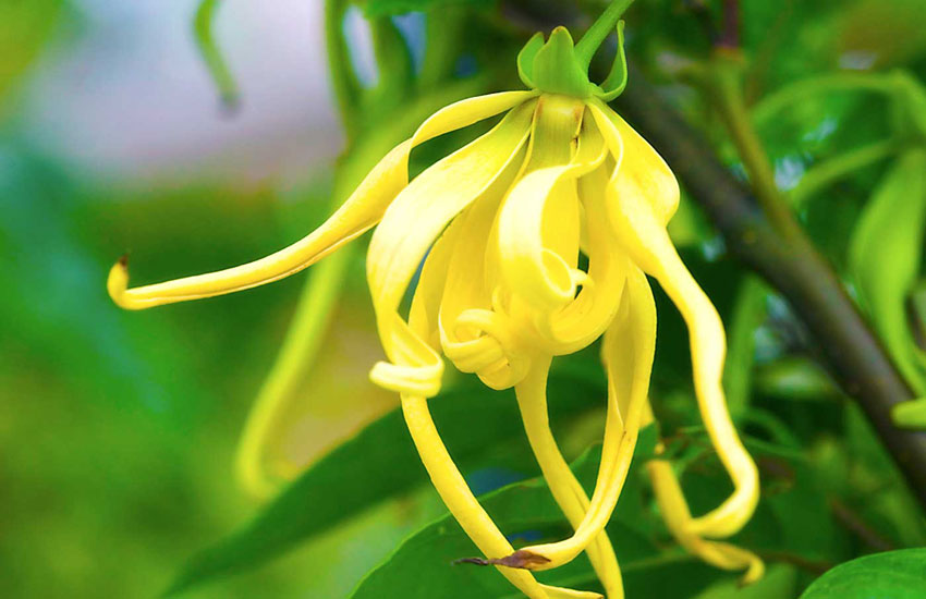 ylang-ylang-adhara-nutrcionizam-ayurveda